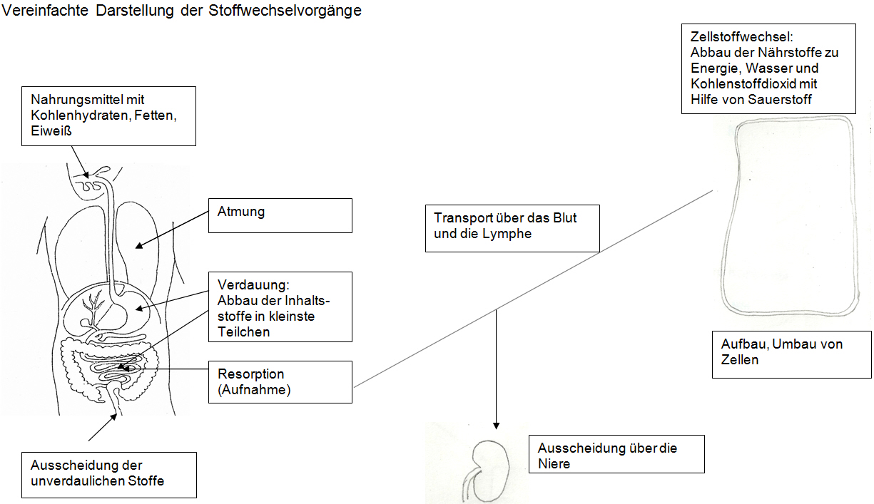 Stoffwechsel Übersicht