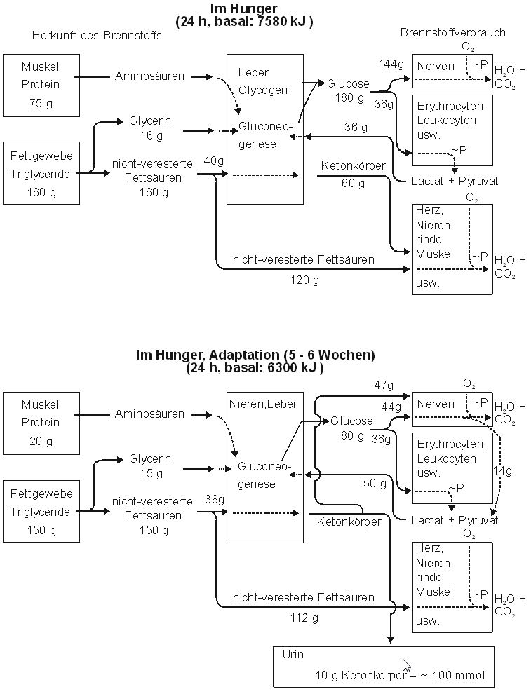Hungerstoffwechsel