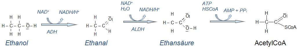 Abbau von Ethanol