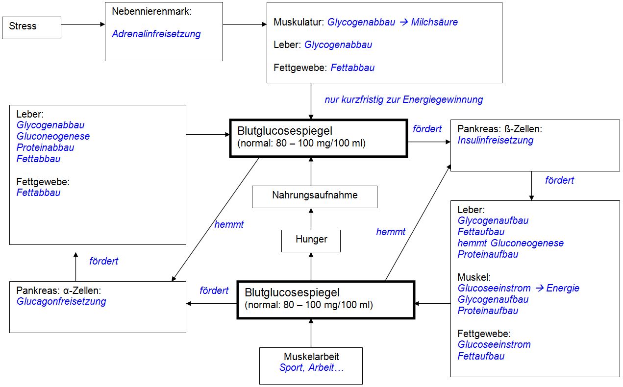 Blutglucosespiegel