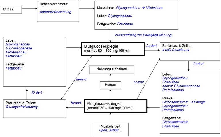 bild_blutglucosespiegel.jpg