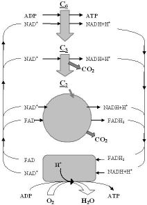 Überblick Glucoseabbau