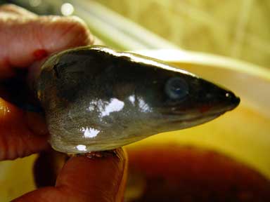Frisch gefangener Aal kurz vor dem Räuchern