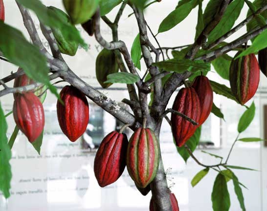 kakaobaum.jpg