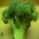 broccoli.jpg