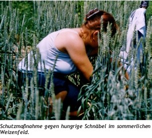 vogelscheuche_weizenfeld.jpg