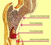 knochen.jpg