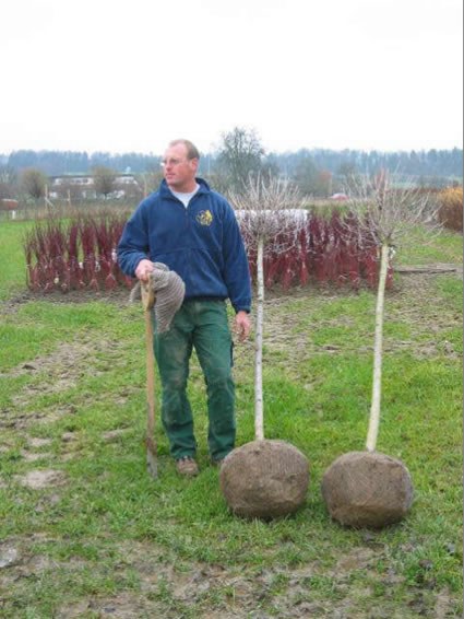ballenpflanzen_jpg.jpg