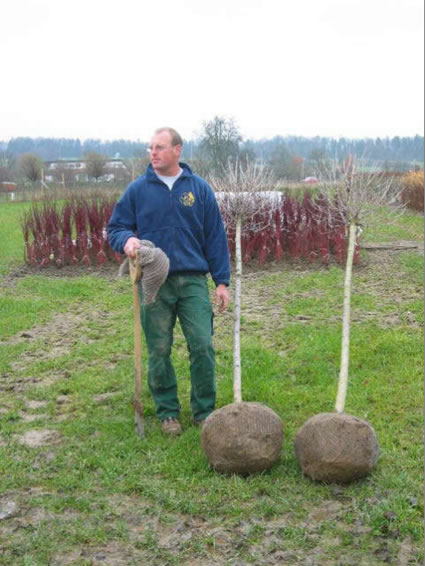 ballenpflanzen_jpg.jpg