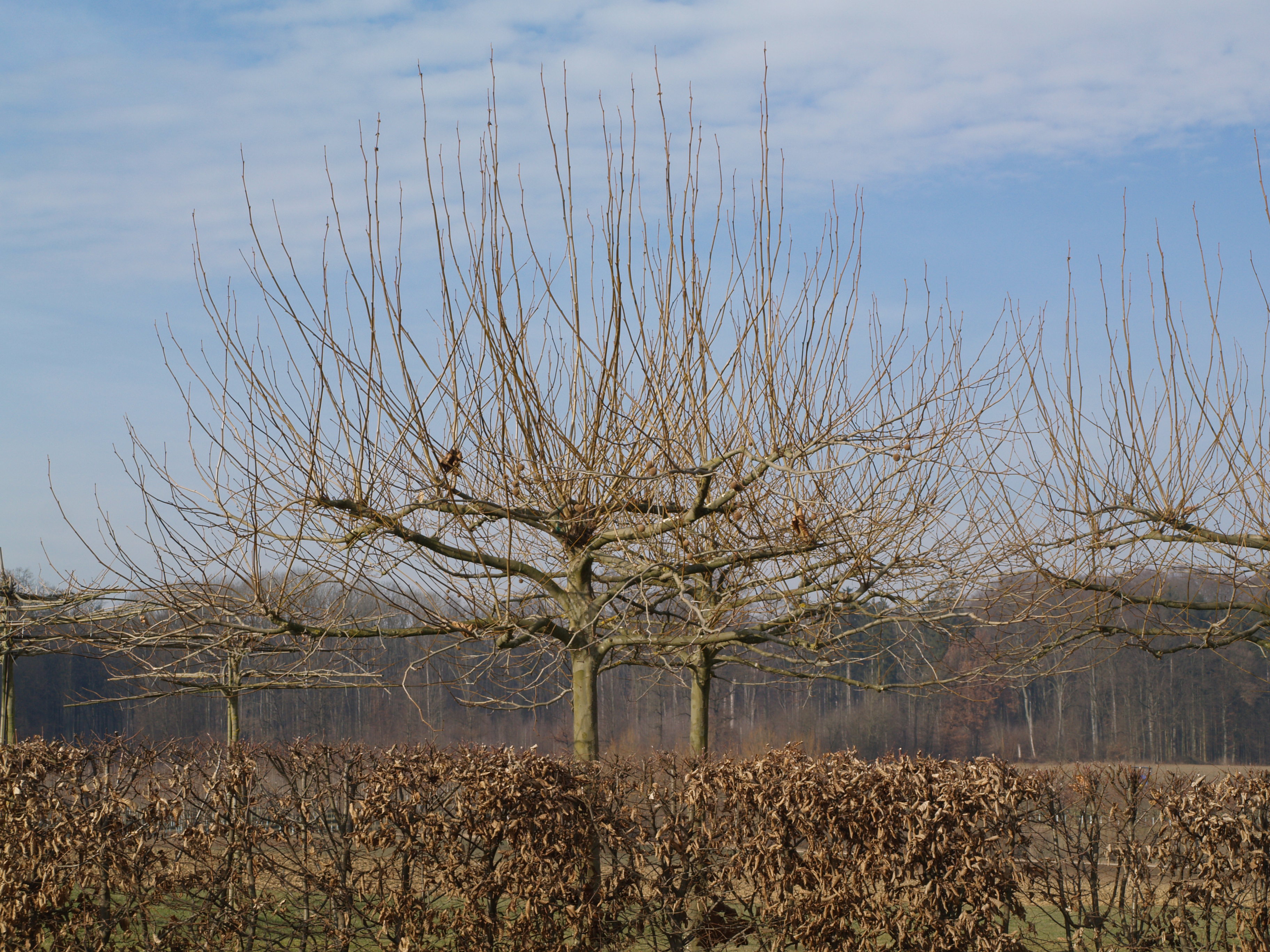 dachplatane_ungeschnitten.jpg