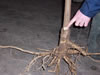 catalpa_zapfenkultur_02_jpg.jpg