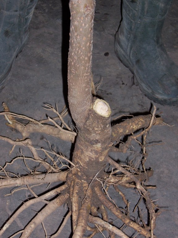 catalpa_zapfenkultur_01.jpg