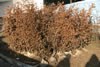 carpinus_betulus_01_jpg.jpg