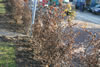 carpinus_betulus_02_jpg.jpg