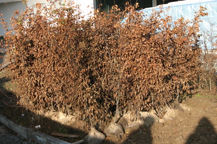 carpinus_betulus_01.jpg