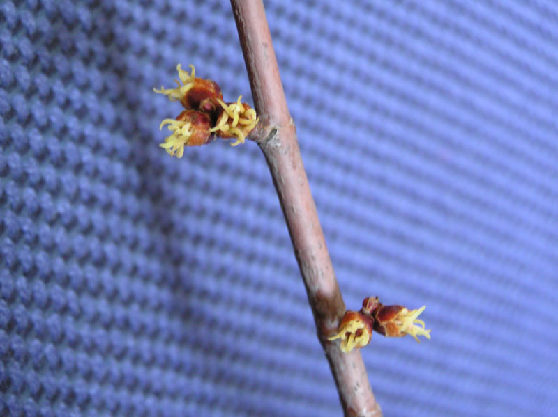acer_saccharum_jpg.jpg