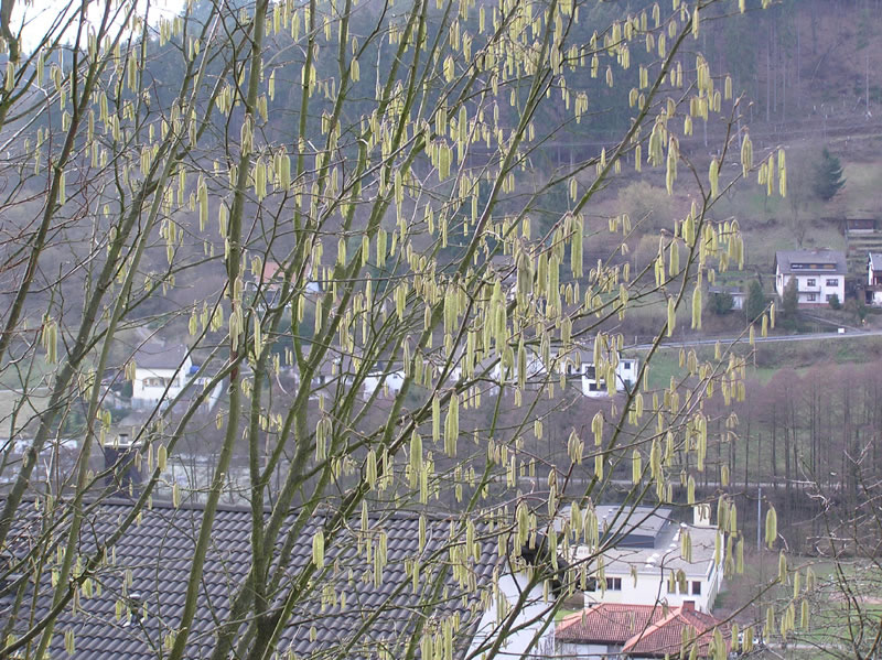 Bild corylus_avellana_01_jpg.jpg