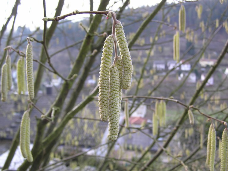 corylus_avellana_02_jpg.jpg