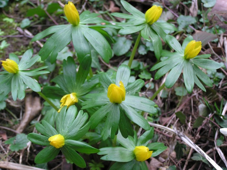 eranthis_hyemalis_02_jpg.jpg