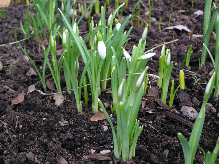 galanthus_nivalis_01_jpg.jpg