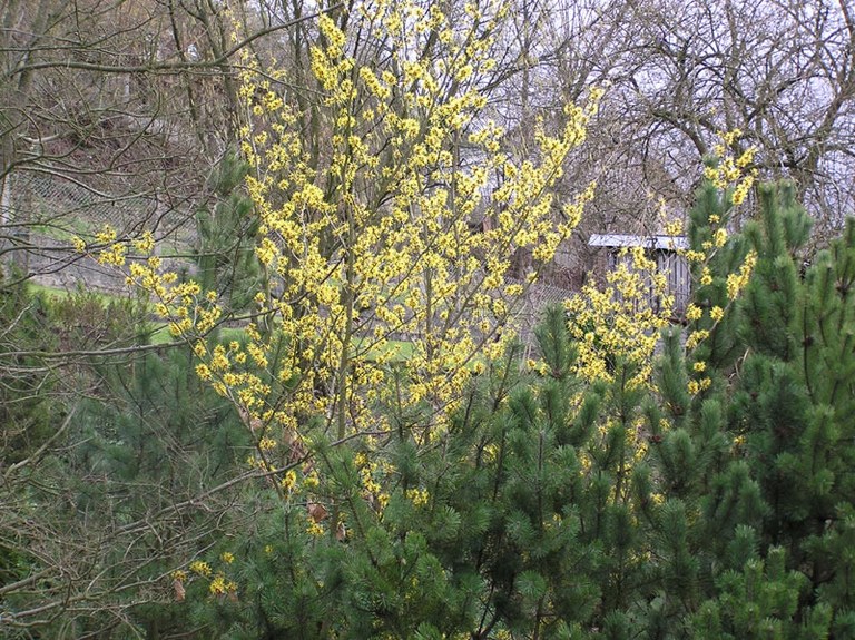 hamamelis_mollis_01_jpg.jpg