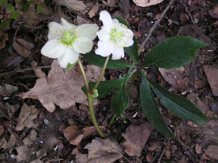 helleborus_niger_jpg.jpg