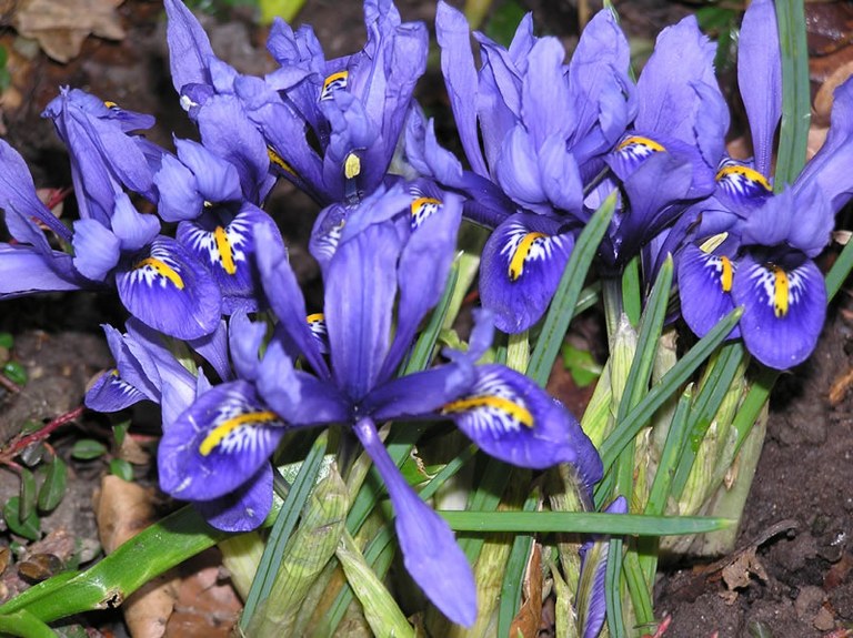 iris_reticulata_02_jpg.jpg
