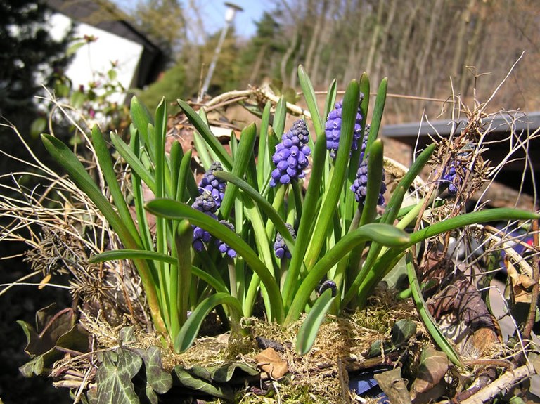 muscari_01_jpg.jpg