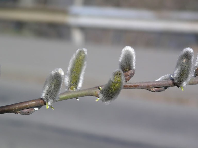 salix_caprea_mas_02_jpg.jpg