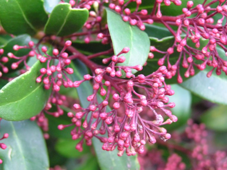 skimmia_japonica_02_jpg.jpg