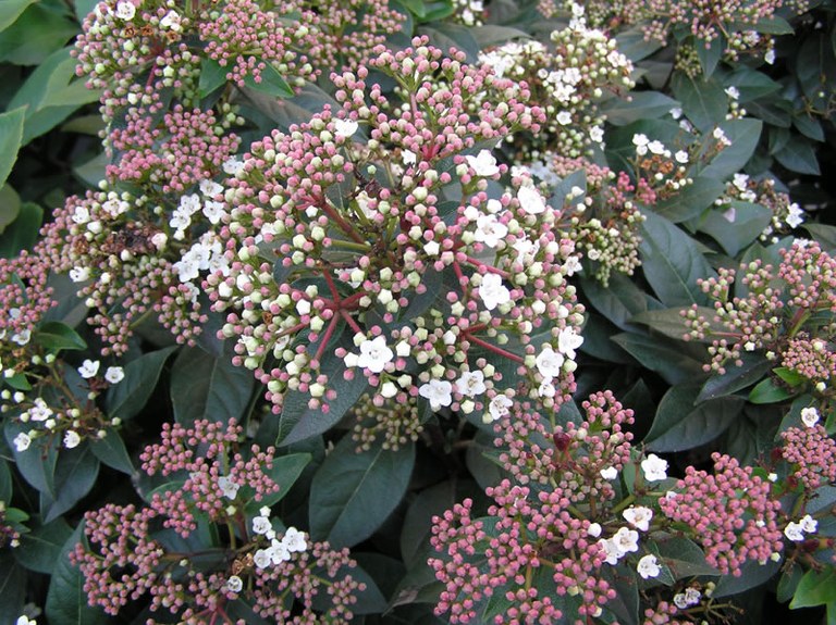 viburnum_tinus_02_jpg.jpg