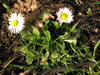 bellis_perennis_jpg.jpg