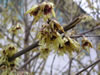 Bild chimonanthus_praecox_01_jpg.jpg