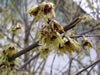 chimonanthus_praecox_01_jpg.jpg