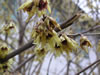 Bild chimonanthus_praecox_02_jpg.jpg