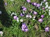 crocus_hybride_jpg.jpg