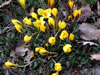 crocus_vernus_jpg.jpg