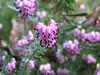 Bild erica_carnea_winterbeauty_0_jpg.jpg