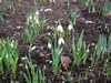 galanthus_nivalis_02_jpg.jpg