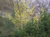 Bild hamamelis_mollis_01_jpg.jpg