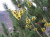 Bild hamamelis_mollis_02_jpg.jpg