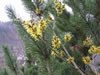 hamamelis_mollis_02_jpg.jpg
