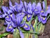iris_reticulata_01_jpg.jpg