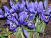 iris_reticulata_02_jpg.jpg