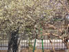 Bild lonicera_purpusii_02_jpg.jpg
