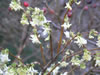 Bild lonicera_purpusii_03_jpg.jpg