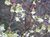 lonicera_purpusii_03_jpg.jpg