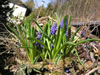 Bild muscari_01_jpg.jpg