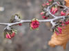 Bild parrotia_persica_01_jpg.jpg