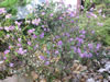 Bild rhododendron_praecox_01_jpg.jpg